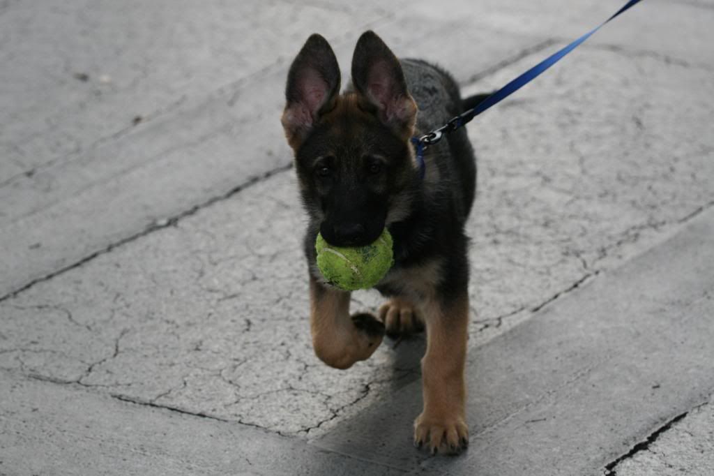 German shepherd store puppy 9 weeks